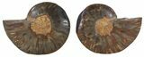 Split Black/Orange Ammonite Pair - Unusual Coloration #55561-1
